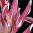 Sophie Frieda Original Oil Painting
