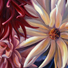 Sophie Frieda Original Oil on Canvas