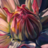 Sophie Frieda Original Oil Paintings on Canvas